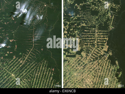 Satelliten-Ansicht der Entwaldung in Rondonia, Brasilien 1986 und 2001. Vor und nach dem Bild zeigt Entwaldung Stockfoto