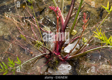Apiaceae CICUTA VIROSA Poison Wasser Hemlock Poison Hemlock Wasser Hemlock ist hochgiftig im Wasser, alle Teile der Pflanze h Stockfoto