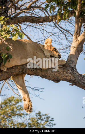 Löwin schlafen im Baum, Okavango Delta, Botswana, Afrika Stockfoto