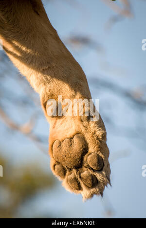 Pfote des Löwen schlafen im Baum, Okavango Delta, Botswana, Afrika Stockfoto