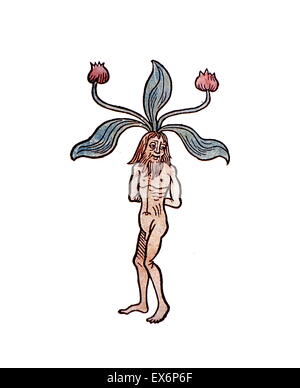 Mandrake ist der allgemeine Name für Mitglieder der Pflanzengattung Mandragora es gesehen Heer ist ein mittelalterliches Symbol für potencty Stockfoto