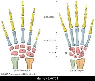 Handwurzelknochen Stockfoto