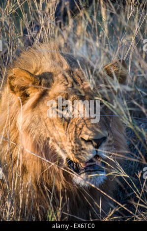 Löwe ruht in Grass, Okavango Delta, Botswana, Afrika Stockfoto