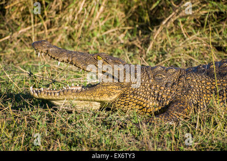 Krokodil mit offenen Mund am Abend Sonne, Chobe Nationalpark, Botswana, Afrika Stockfoto