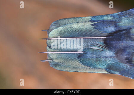 Weiße-throated Needletail Hirundapus Caudacutus fotografiert in Tasmanien, Australien Stockfoto