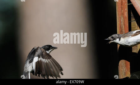 Zwei männliche Pied Fliegenschnäpper (Ficedula Hypoleuca) trafen sich in der Nähe des Nestes im Flug Stockfoto