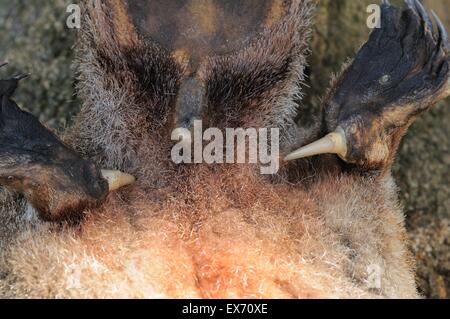 Platypus Ornithorhynchus Anatinus Sporn des Männlich aus totes Exemplar zeigt ein Loch wie in Monotreme fotografiert in Tasmanien Stockfoto