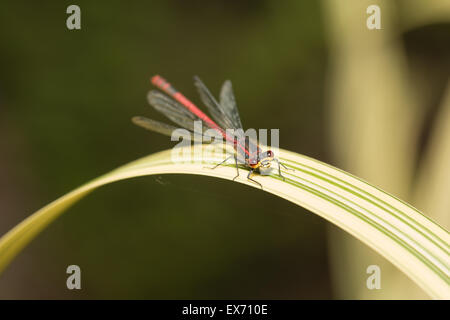 Eine neu entstandene große männliche tiefrote Damselfly Pyrrhosoma Nymphula auf wechselnd Wasser Reed Blatt mit großen Facettenaugen Stockfoto