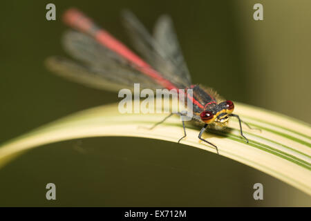 Eine neu entstandene große männliche tiefrote Damselfly Pyrrhosoma Nymphula auf wechselnd Wasser Reed Blatt mit großen Facettenaugen Stockfoto