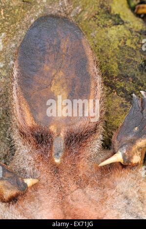Platypus Ornithorhynchus Anatinus Sporn des Männlich aus totes Exemplar zeigt ein Loch wie in Monotreme fotografiert in Tasmanien Stockfoto