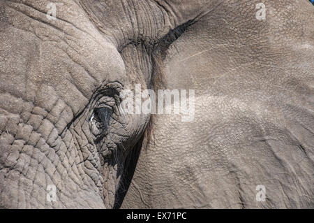 Afrikanischer Elefant schließen Up, Okavango Delta, Botswana, Afrika Stockfoto