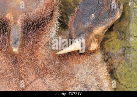 Platypus Ornithorhynchus Anatinus Sporn des Männlich aus totes Exemplar zeigt ein Loch wie in Monotreme fotografiert in Tasmanien Stockfoto