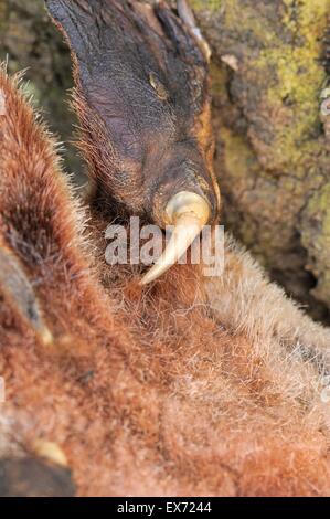 Platypus Ornithorhynchus Anatinus Sporn des Männlich aus totes Exemplar zeigt ein Loch wie in Monotreme fotografiert in Tasmanien Stockfoto