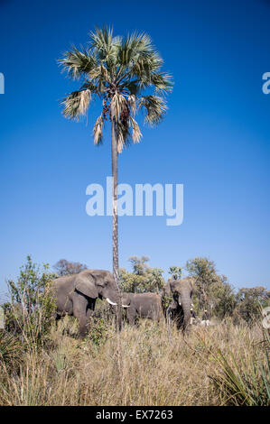 Afrikanische Elefanten schütteln Marula-Baum, Okavango Delta, Botswana, Afrika Stockfoto