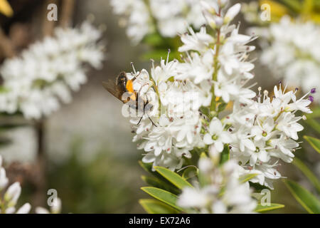Fleißige einsamen Biene mit ihren Pollen Korb auf Hinterbeinen überfüllt hellen gelben Senf farbige Körner auf Hebe Blume Stockfoto
