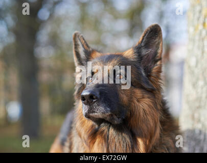 Deutscher Schäferhund Stockfoto
