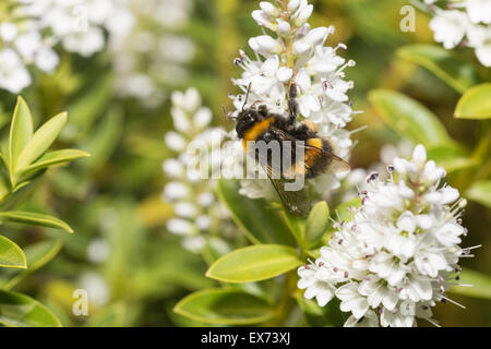 fleißiger Arbeiter Buff tailed Hummel Nektar auf weiße Hebe Blumen suchen und sammeln Pollenkörner Stockfoto