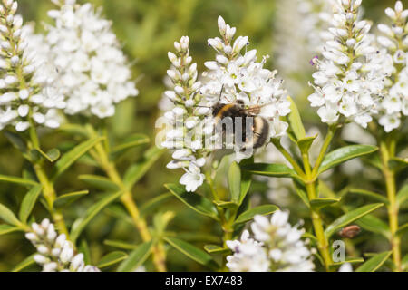 fleißiger Arbeiter Buff tailed Hummel Nektar auf weiße Hebe Blumen suchen und sammeln Pollenkörner Stockfoto