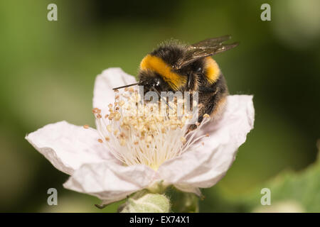 beschäftigt Königin Buff tailed Hummel Nektar auf weißen blass rosa Brombeere Blumen suchen und sammeln Pollenkörner Stockfoto