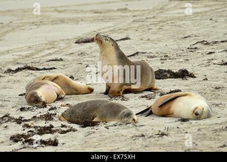 Australischen Seelöwen Neophoca Cinerea bedrohte Arten, fotografiert auf Kangaroo Island, South Australia, Familiengruppe Stockfoto