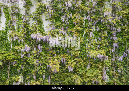 Wunderschöne Glyzinie gegen eine Sandsteinwand, Hintergrund, Textur Stockfoto