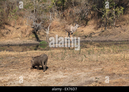 Warzenschwein Beweidung und Kudu Antilope auf Wache im Krüger Nationalpark Stockfoto