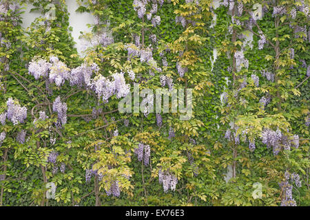 Wunderschöne Glyzinie gegen eine Sandsteinwand, Hintergrund, Textur Stockfoto