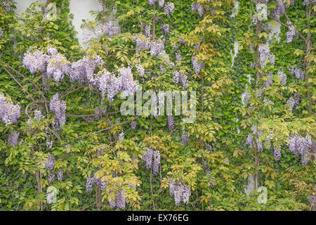 Wunderschöne Glyzinie gegen eine Sandsteinwand, Hintergrund, Textur Stockfoto