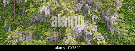 Wunderschöne Glyzinie gegen eine Sandsteinwand, Hintergrund, Textur Stockfoto