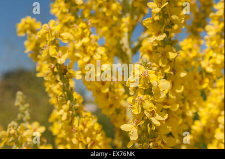 Verbascum Thapsus Christo helle blasse Senf gelben Blitz Blume Spitzen im Sommer Kraut Stockfoto