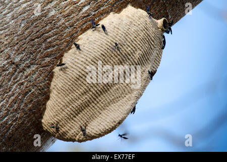 Sozialen Wespen Gebäude weiter an Tree Trunk, Costa Rica Stockfoto