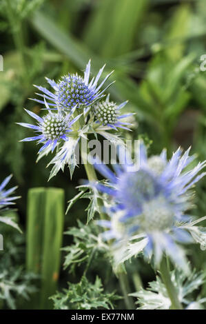 Eryngium Bourgatii, Eryngo, Meer Holly. Stockfoto