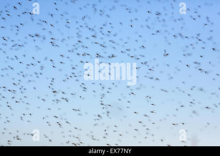 Ein Schwarm von Mücken gegen den blauen Himmel fliegen Stockfoto