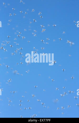 Ein Schwarm von Mücken gegen den blauen Himmel fliegen Stockfoto