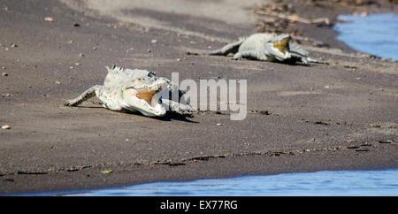 Amerikanische Krokodile (Crocodylus Acutus), Tarcloles, Costa Rica Stockfoto