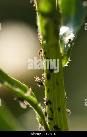 Schwarze Blattläuse saugen Saft von Pflanzen, Pest Hemiptera auf Ochsen Auge Daisy Stamm wird bewirtschaftet von Ameisen für süßen Honigtau angebaut Stockfoto