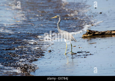 Great Blue Heron (Ardea Herodias), Costa Rica Stockfoto