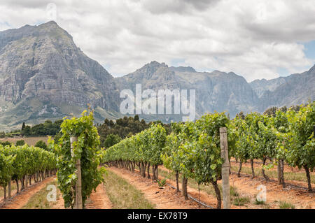 Blick auf Weinberge in der Nähe von Stellenbosch in der Provinz Westkap in Südafrika. Der Simonsberg-Berg ist im Hintergrund Stockfoto