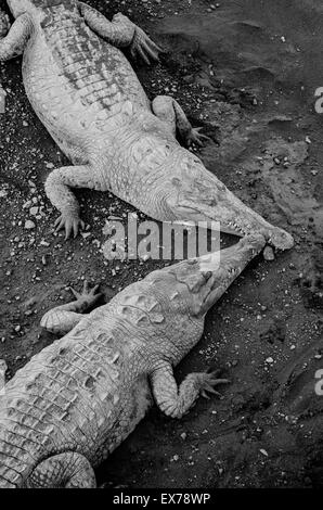 Amerikanische Krokodile (Crocodylus Acutus), Tarcloles, Costa Rica Stockfoto