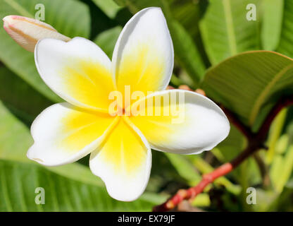 Mundgeblasenem weißen und gelben Blume Magnolia hautnah. Stockfoto