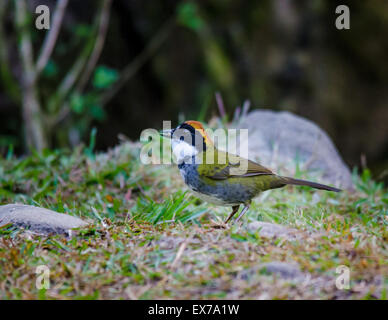 Kastanien-Capped Pinsel-Fink (Arremon Brunneinucha) Stockfoto