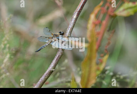 Weibliche Four-Spotted Chaser Libelle (Libellula Quadrimaculata) Uk Stockfoto