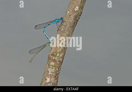 Ein paar gemeinsame blaue Libellen (Anallagma Cyathigerum) im Tandem. UK Stockfoto