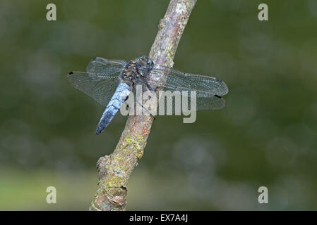 Männliche Black-tailed Skimmer-Orthetrum Cancellatum. UK Stockfoto