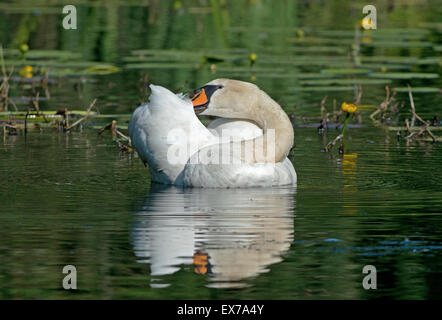 Höckerschwan Cygnus Olor unter gelbe Wasser Lilien-Teichrosen Lutea putzen. Sommer. UK Stockfoto