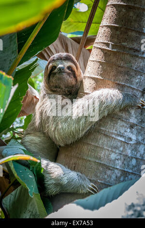 Braun-Throated drei-toed Sloth (Bradypus Variegatus), Costa Rica Stockfoto