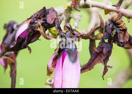 Magnolia Blumen, die von einem späten Frühling Frost in Holehird Gärten, Windermere, Großbritannien beschädigt wurden. Stockfoto