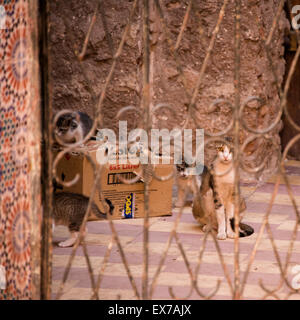 Eine Familie der Katzen auf den Straßen von Marrakesch Stockfoto