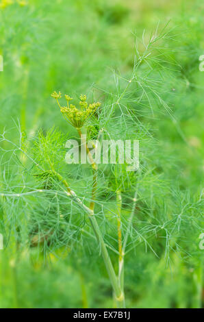 Fenchel im Garten. Foeniculum Vulgare. Fenchelsamen, Fenchel-Samen-Köpfe. Stockfoto