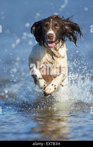 Englisch Springer Spaniel spielen im Wasser Abkühlung während Hitzesommer Stockfoto